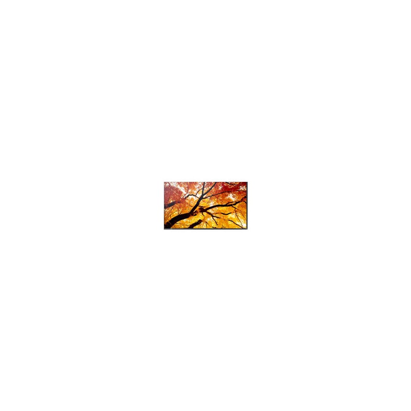 MONITOR PROFESIONAL SHARP 98 PN-M982 UHD 3840 X 2160 24/7, 550 CD/M2, 8000:1, HDMI, DISPLAYPORT HDCP, USB, RJ-45, INTEL SDM Y