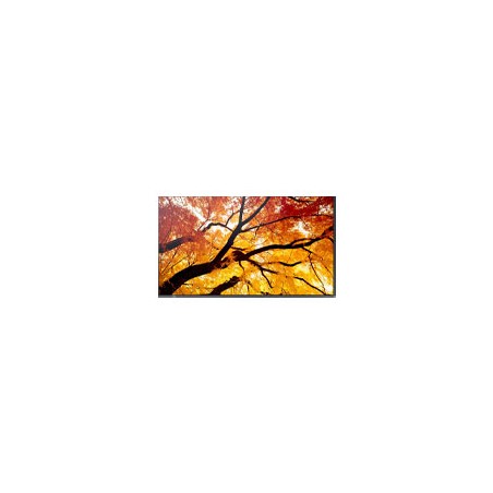 MONITOR PROFESIONAL SHARP 98 PN-M982 UHD 3840 X 2160 24/7, 550 CD/M2, 8000:1, HDMI, DISPLAYPORT HDCP, USB, RJ-45, INTEL SDM Y